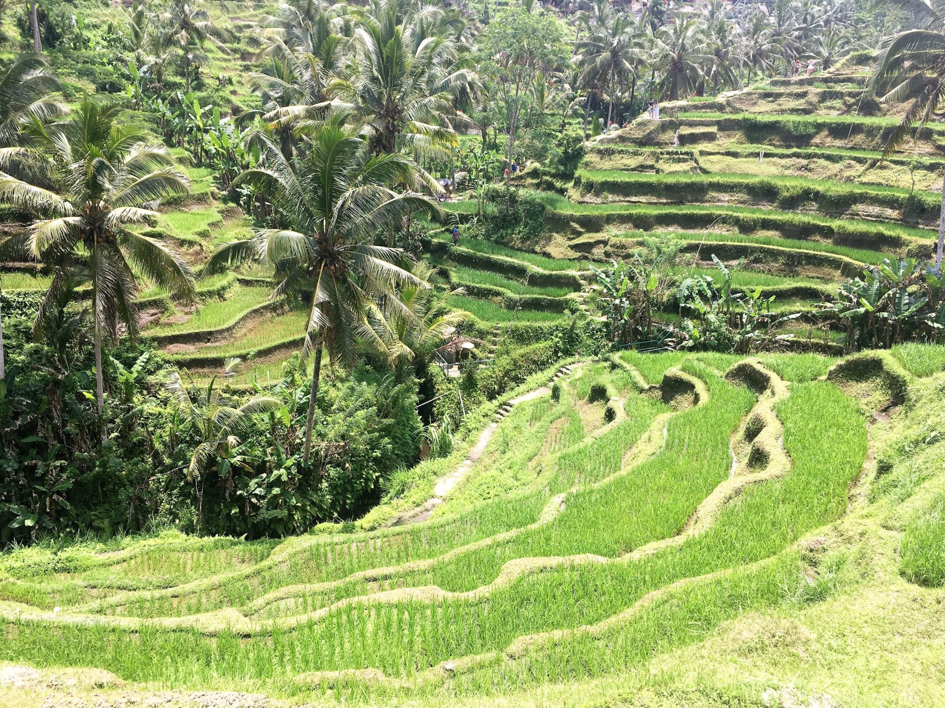 Tegallagang Rice Terrace landscape