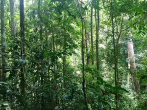 In the jungle of Ketambe