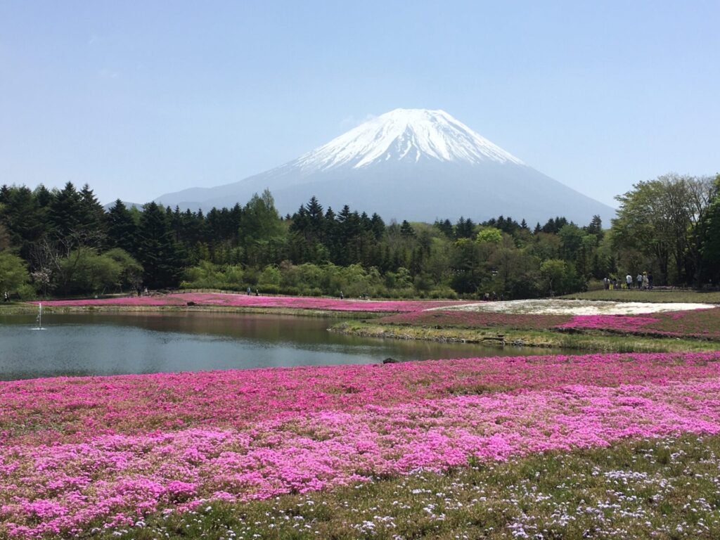 Mount Fuji during Shibazakura Festival