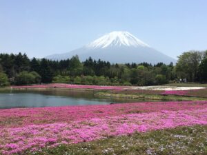 Mount Fuji during Shibazakura Festival
